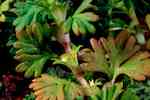 Småfruktig jungfrukam (A. inexspectata). Blommor inneslutna i stipler.
